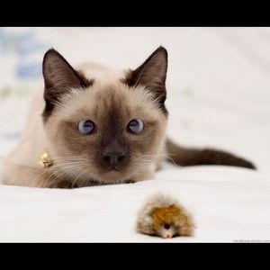 Meet your Posher, Wanda